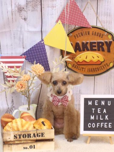 20240915ももちゃん